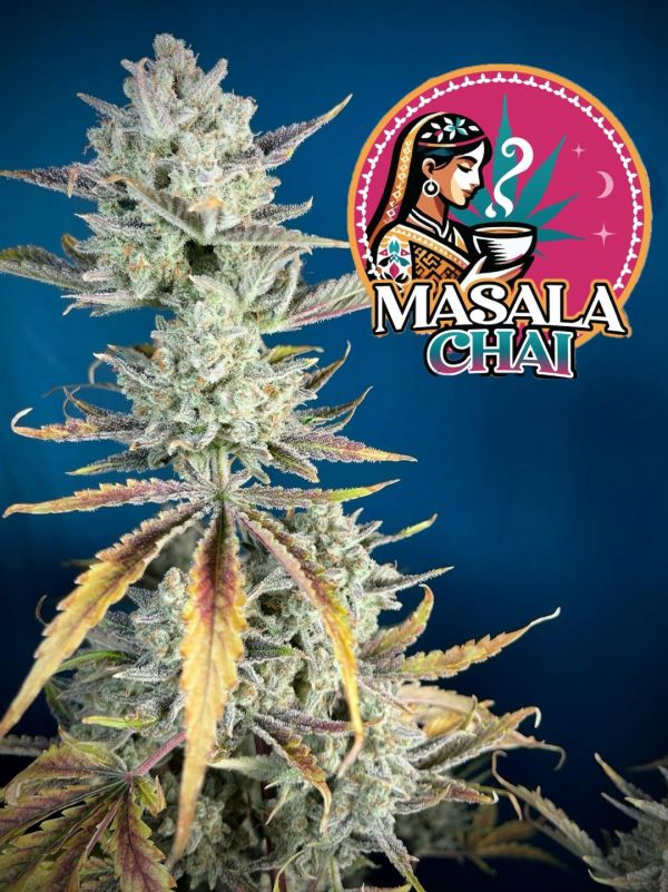 + Masala Chai (7 SEEDS) - Image 2